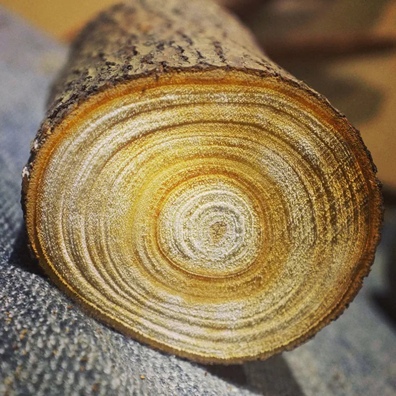 Gros plan macro sur la tranche d'un rondin de bois montrant les cernes de croissance et l'écorce brute utilisés pour fabriquer les dessous de verre.